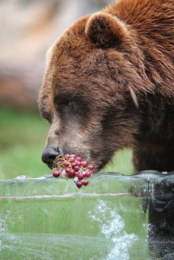 Animales en verano: helados y baños en el zoo (FOTOS)