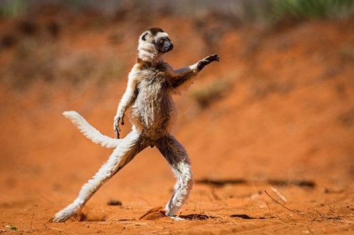 Las mejores fotos cómicas de animales de 2015