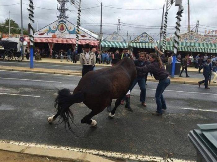 El PACMA denuncia la explotación de los caballos en la Feria de Sevilla