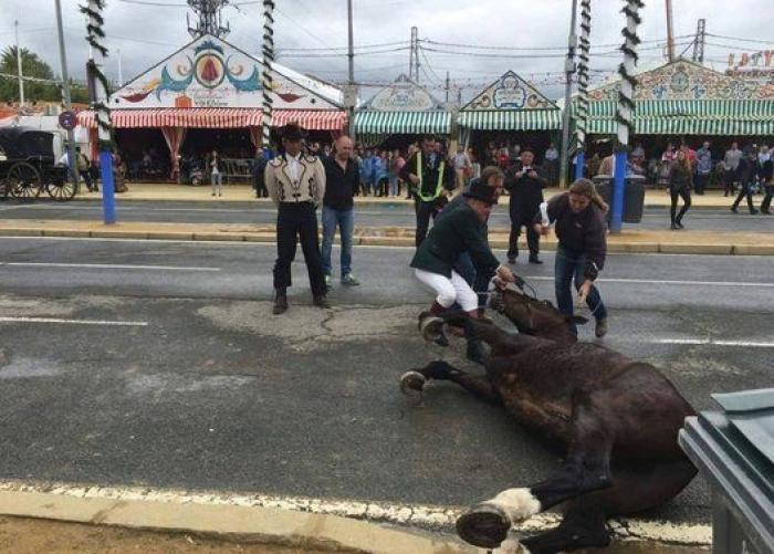 El PACMA denuncia la explotación de los caballos en la Feria de Sevilla