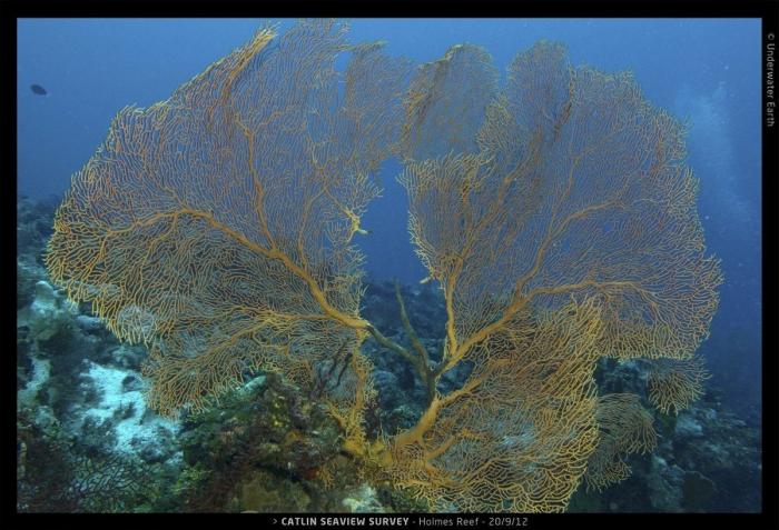 Mira los arrecifes de coral antes de que desaparezcan (FOTOS)