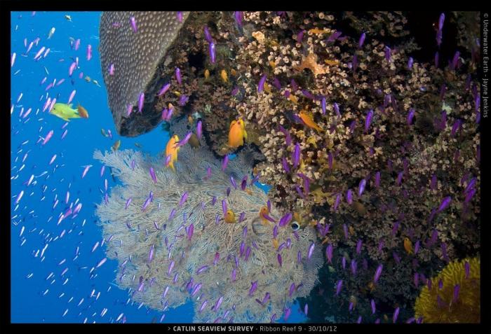 Mira los arrecifes de coral antes de que desaparezcan (FOTOS)