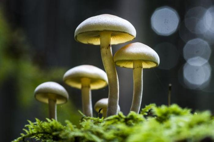 La "vida secreta" de los hongos, al descubierto gracias a la ciencia
