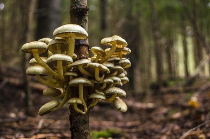La "vida secreta" de los hongos, al descubierto gracias a la ciencia