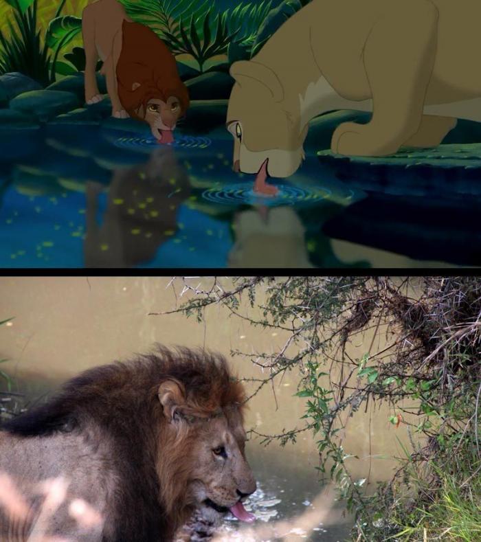 Estos son Simba y Mufasa, de 'El rey león', en la vida real (FOTOS)