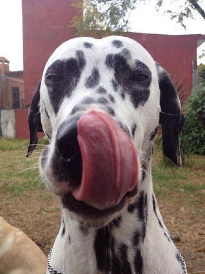 24 fotos que captan la felicidad de los perros al encontrar a su familia definitiva