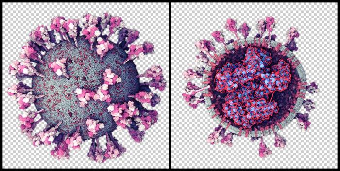 4 mitos sobre las nuevas variantes del coronavirus que no debes creerte