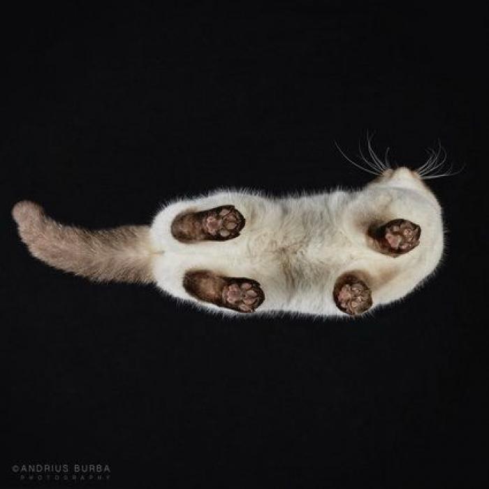 La impresionante sesión de fotos de gatos desde abajo (FOTOS)