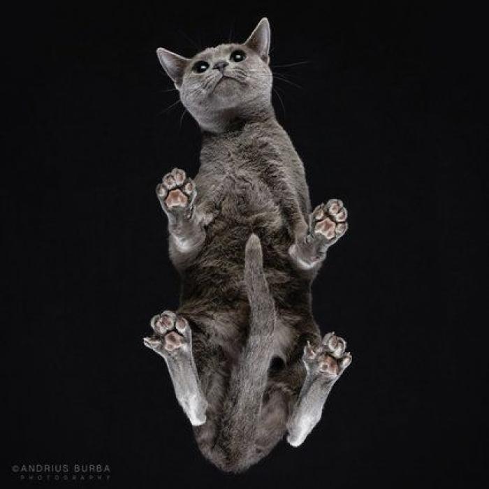 La impresionante sesión de fotos de gatos desde abajo (FOTOS)