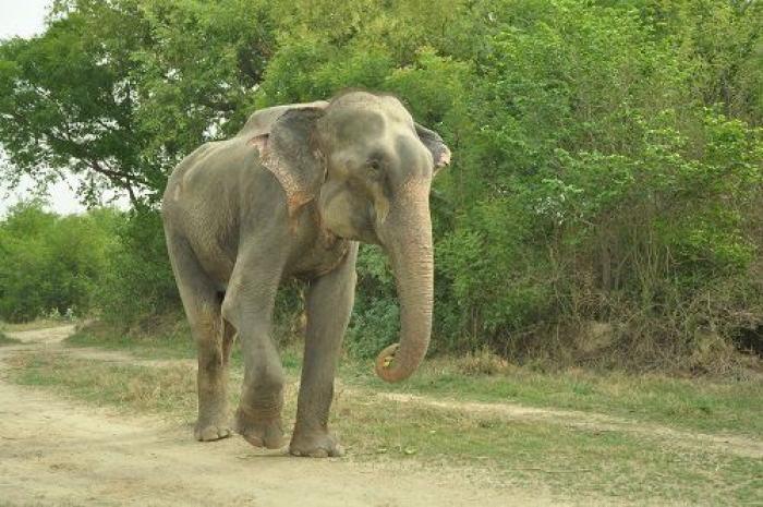 El elefante Raju llora tras ser rescatado después de 50 años de abusos y cadenas (VÍDEO, FOTOS)