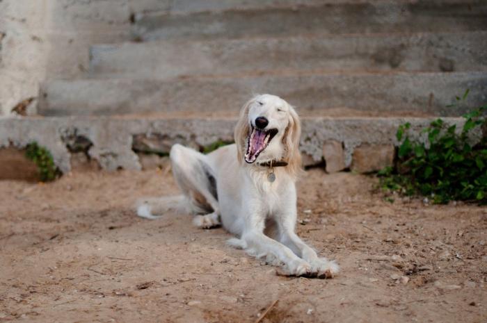 Dani Rovira remueve conciencias con las imágenes de su perro temblando por culpa de los petardos