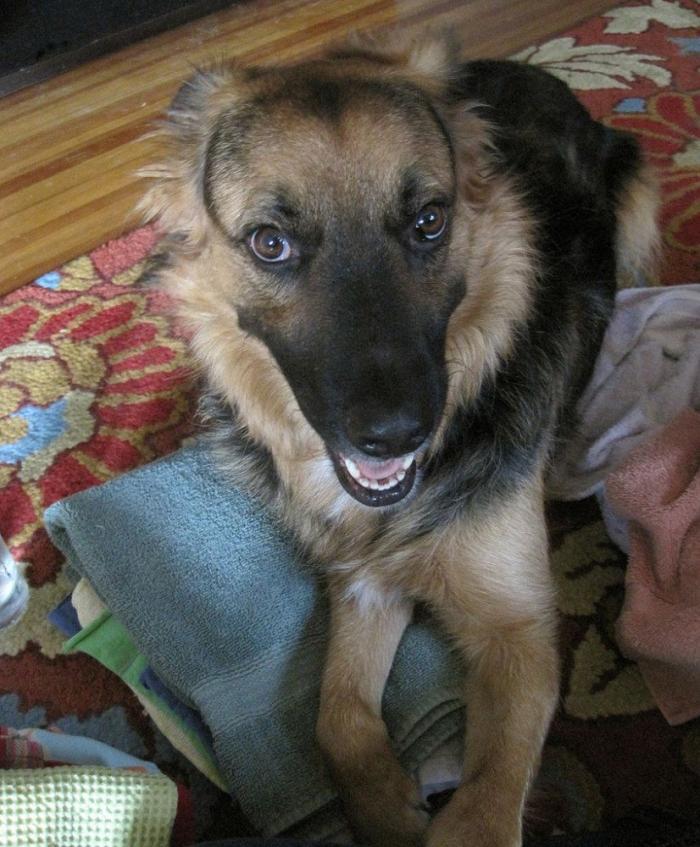 Encuentran a Enno, el perro de rescate de la Ertzaintza desaparecido hace 8 días