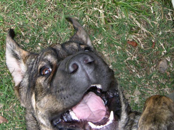 Dani Rovira remueve conciencias con las imágenes de su perro temblando por culpa de los petardos