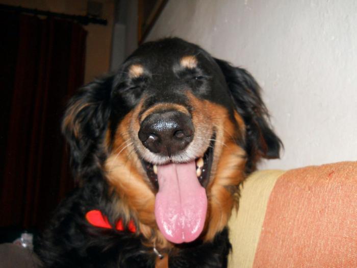 Encuentran a Enno, el perro de rescate de la Ertzaintza desaparecido hace 8 días