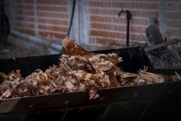 Greenpeace revela el sacrificio de 130.000 aves en una macrogranja por un brote de gripe aviar
