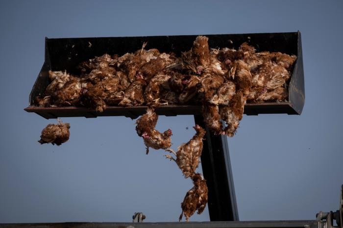 Los brotes de gripe aviar han obligado a sacrificar más de 269.000 aves este año