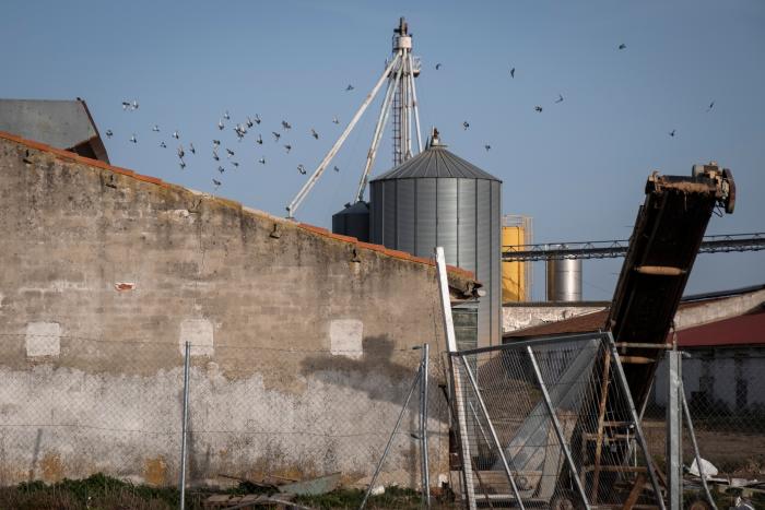 Greenpeace revela el sacrificio de 130.000 aves en una macrogranja por un brote de gripe aviar