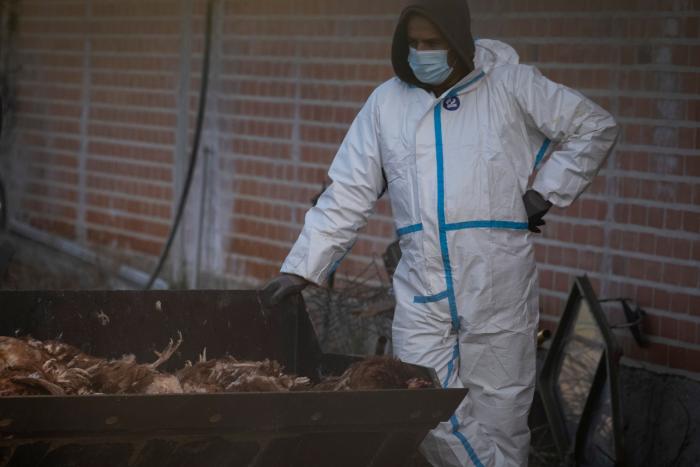 Los brotes de gripe aviar han obligado a sacrificar más de 269.000 aves este año