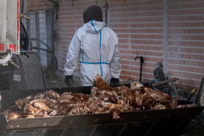 Todo lo que debes saber sobre la ola de gripe aviar que afecta a España