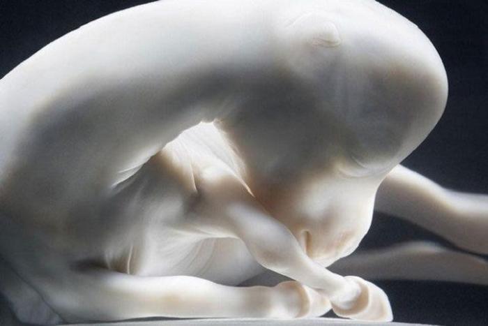 Fotos alucinantes de animales en el útero (FOTOS)