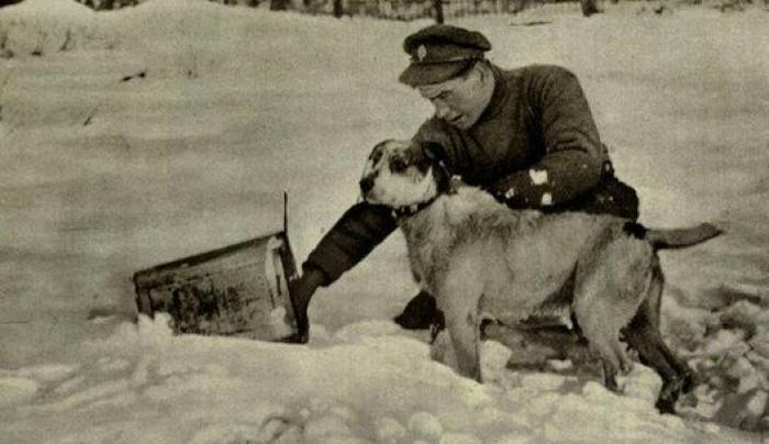 20 increíbles imágenes de animales en la Primera Guerra Mundial (FOTOS)