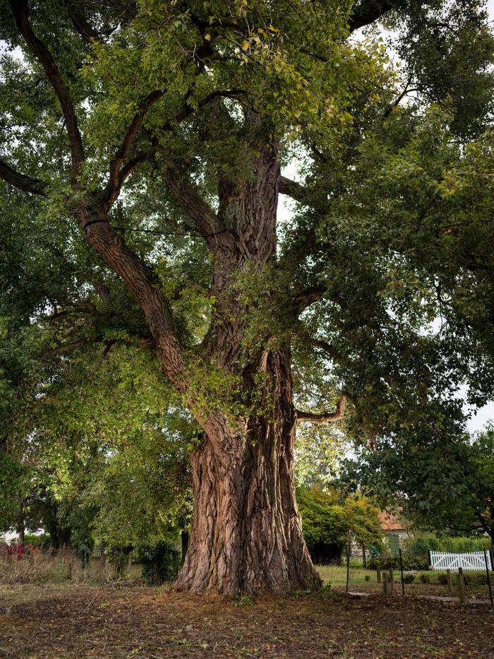 Un árbol español, elegido entre los mejores de Europa