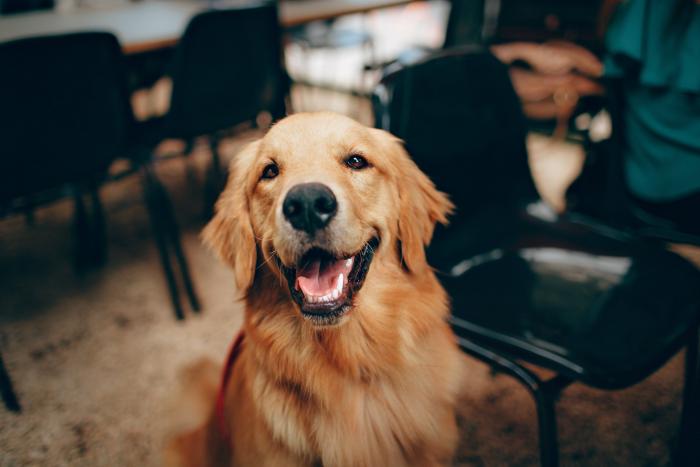 Lo que hace este perro en una fila de espera enamora a Twitter: "Es más educado que la gente"