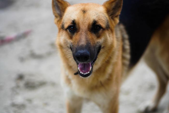 Las razas de perros que arrasan en TikTok