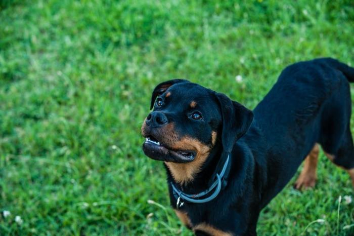 Las razas de perros que arrasan en TikTok