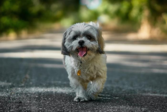 Lo que hace este perro en una fila de espera enamora a Twitter: "Es más educado que la gente"
