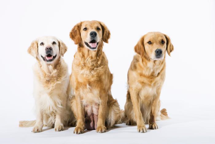 Las 21 razas de perros más inteligentes