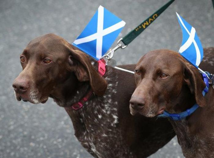 La victoria y la derrota en Escocia, en imágenes (FOTOS)