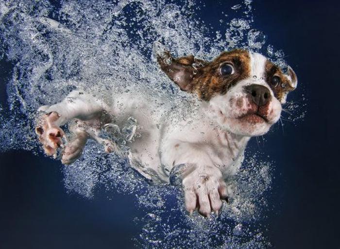 Perros bajo el agua: las fotografías de animales nadando Seth Casteel (FOTOS)