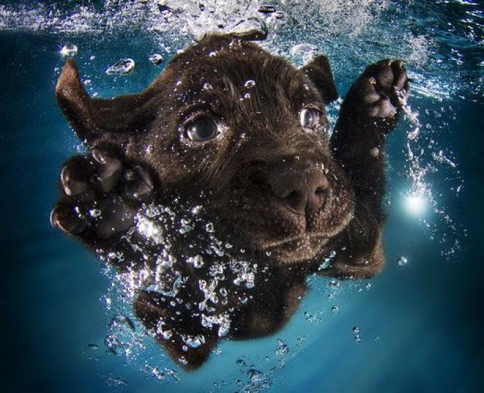 Perros bajo el agua: las fotografías de animales nadando Seth Casteel (FOTOS)