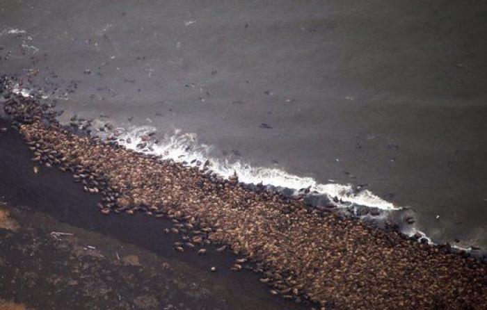 35.000 morsas varadas en Alaska por falta de hielo (FOTOS)