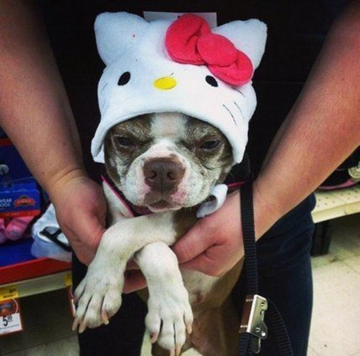 25 formas de disfrazar a tu mascota en Halloween (FOTOS)