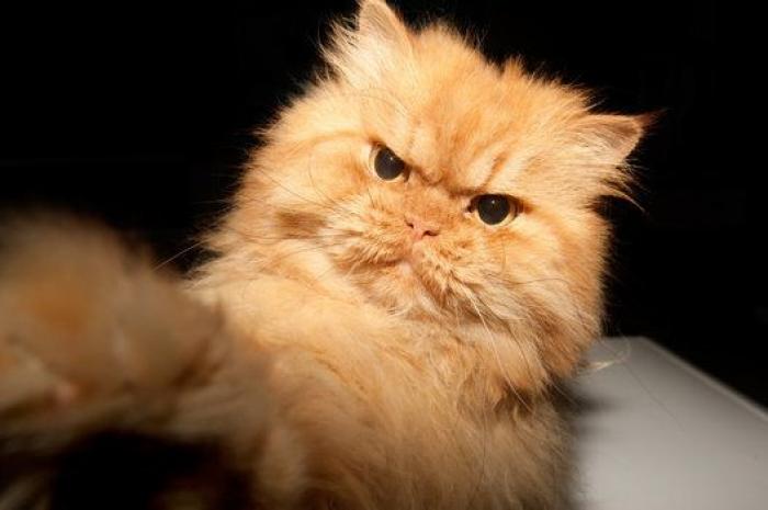 Este es Garfi, el gato más enfadado del mundo (FOTOS)