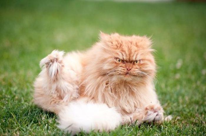 Este es Garfi, el gato más enfadado del mundo (FOTOS)