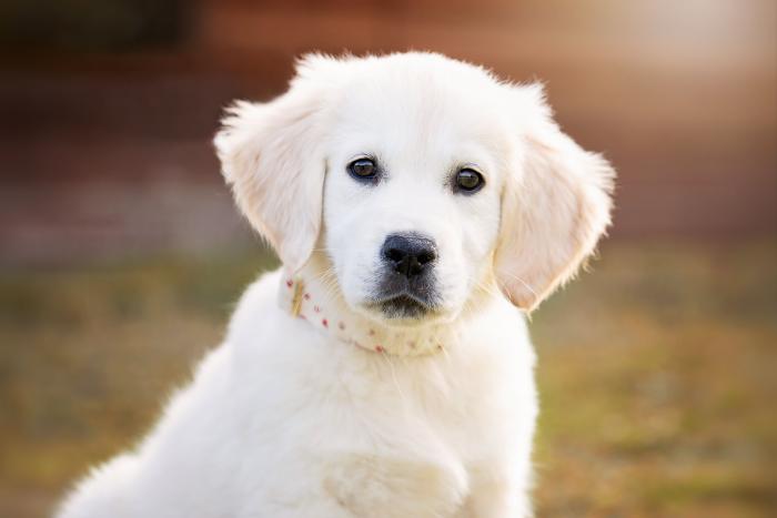 14 razas de perros perfectas para casas con niños