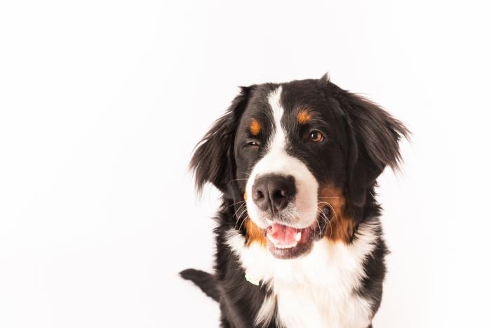14 razas de perros perfectas para casas con niños