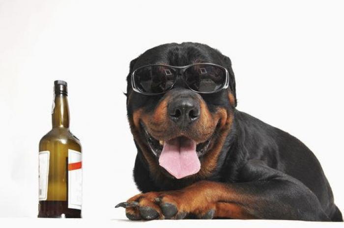 Cacas por correo, vacaciones para peluches, cerveza para perros y otros negocios raros (FOTOS)