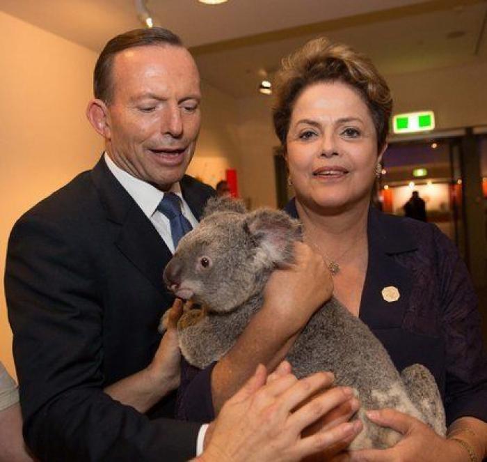 El conmovedor rescate de una madre koala a su bebé atrapado en una alambrada
