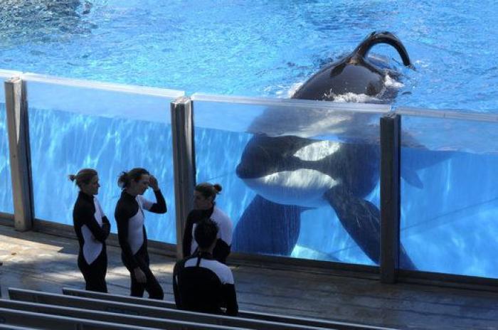 Conmoción por la repentina muerte de Amaya, la orca más joven del Sea World de San Diego