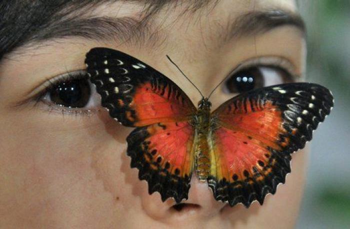 La mirada de la mariposa y otras 18 fotos del día que no te puedes perder