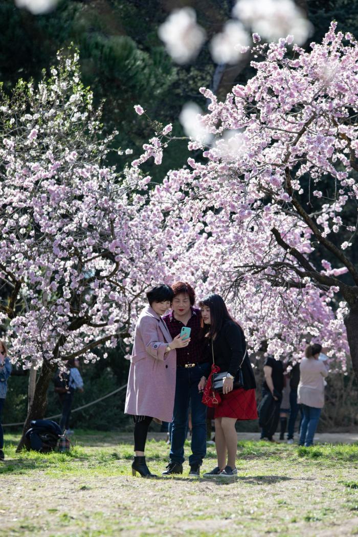 Primavera en Madrid: la floración de los almendros en la Quinta de los Molinos