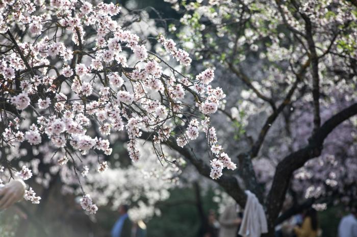 Primavera en Madrid: la floración de los almendros en la Quinta de los Molinos