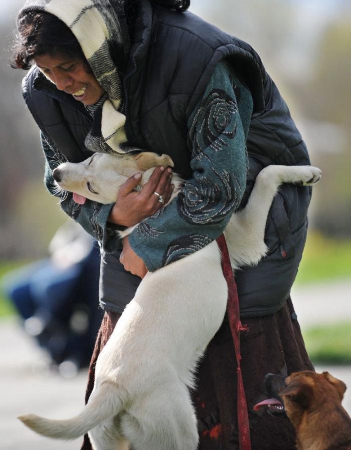 La genial idea de unos habitantes de Estambul para dar cobijo a los perros durante la ola de frío