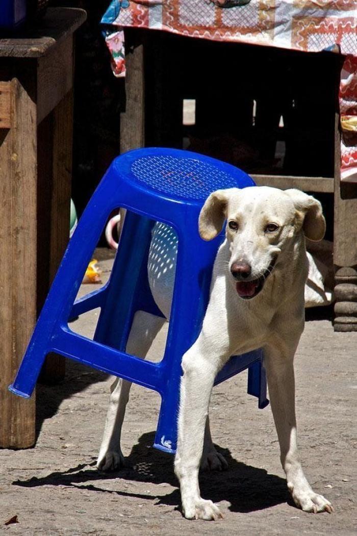 Cuando los animales no entienden cómo se utilizan nuestros muebles (FOTOS)