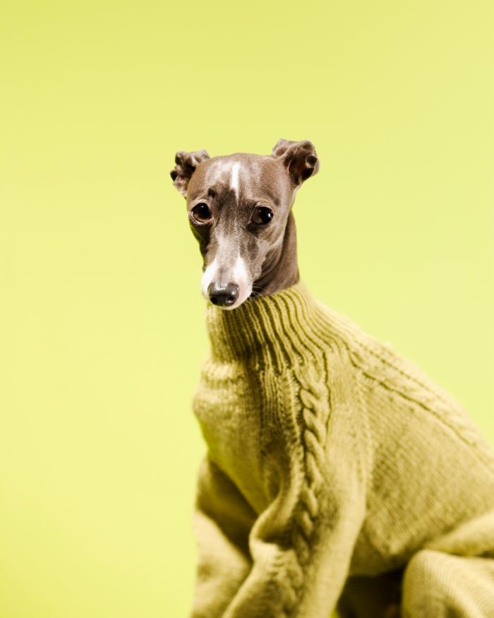 Cuánto frío puede soportar tu perro sin llevar ropa de abrigo