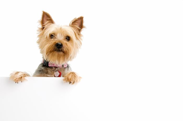 Zara lanza una colección para perros y tiene hasta un 'fachaleco'